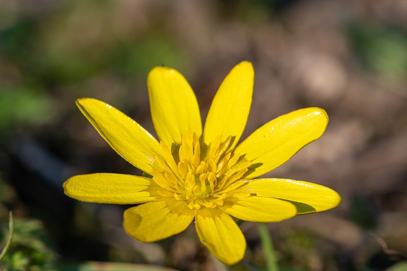 小白屈菜花