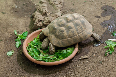 赫尔曼龟(Testudo hermanni)。