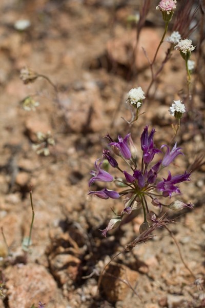Allium fimbriatum bloom -先锋镇mp - 050820 d