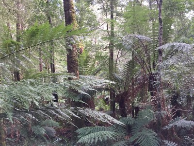 Maits Rest Rainforest Walk