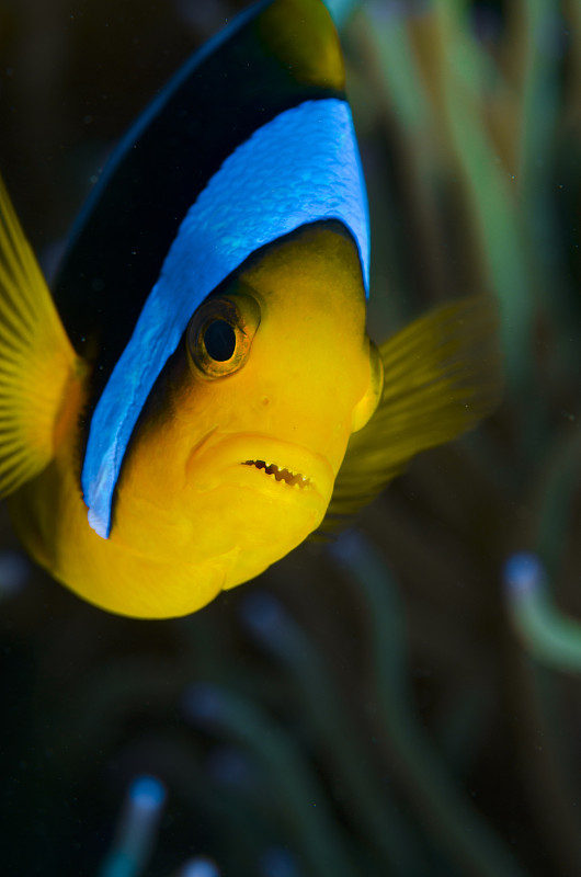 克拉克的anemonefish