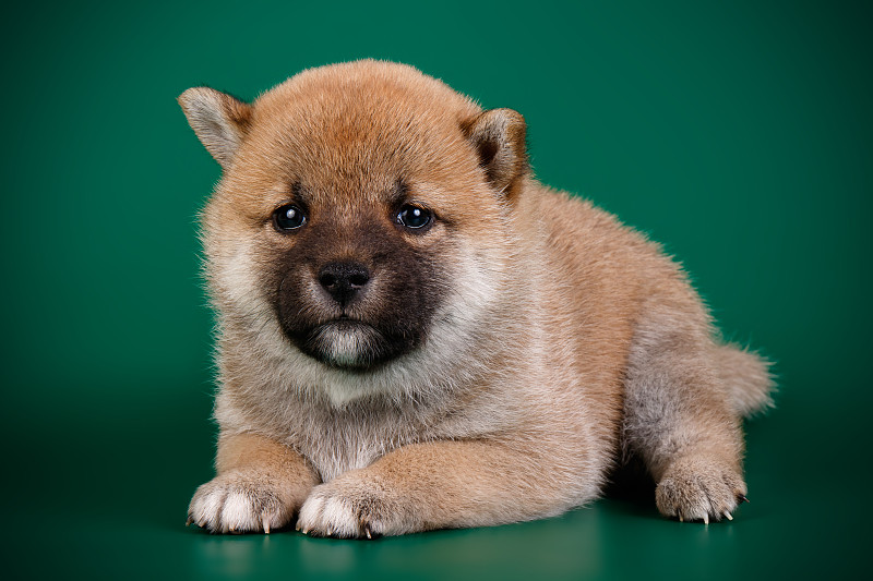 日本柴犬的彩色背景