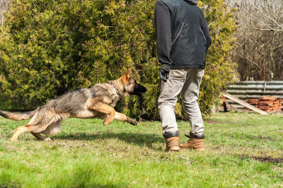 德国牧羊犬幼犬用球训练