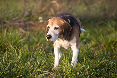 美丽的纯种聪明的小猎犬在夏季牧场