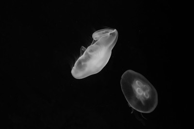 水母