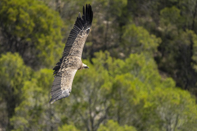 鹰鹫(gyps fulvus)在飞行。
