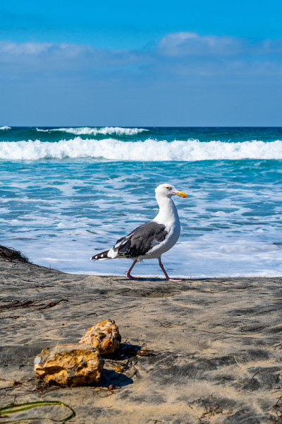 成年欧洲银鸥(Larus Argentatus)沿着阳光明媚的南加州圣地亚哥的白沙绿松石水海滩散步。