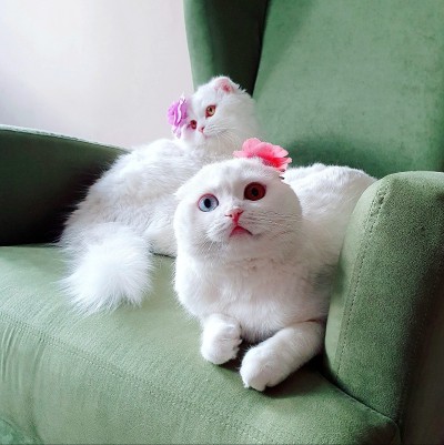 两只漂亮的白猫坐在扶手椅旁边