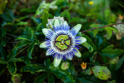 百香果花
