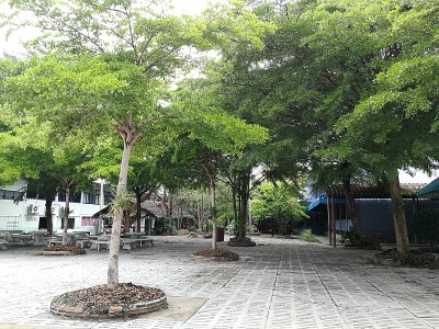 泰国中学周围树景。