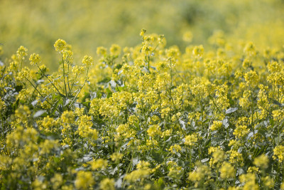 油菜开花