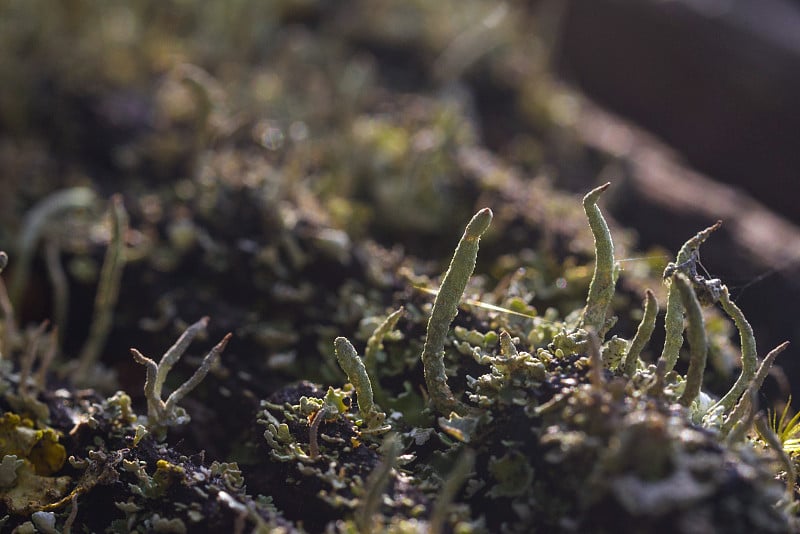 Moss and lichen