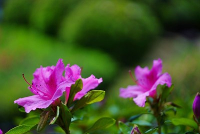美丽的杜鹃花盛开的春景。
