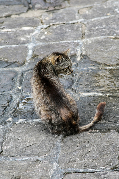 一只流浪猫坐在城市的街道上
