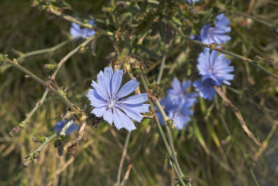 Cichorium Intybus