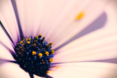 雏菊花