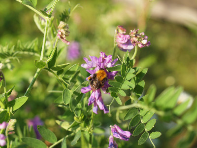 vicia cracca上的大黄蜂