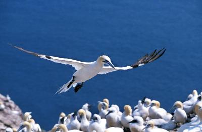 Northern Gannet, sula bassana, Adult in Flight, Co