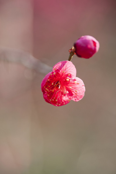 洋李;花