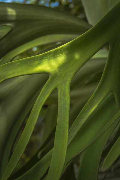 鹿角蕨类植物或埃尔科恩蕨类植物，分叉桔梗叶特写