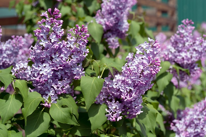 盛开的普通紫丁香花。Syrínga vulgáris)在绿色树叶的背景上。