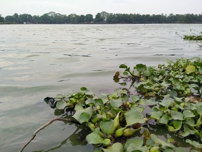 生活在湖水中的植物(水葫芦)