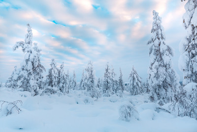 云杉森林覆盖雪在冬季景观