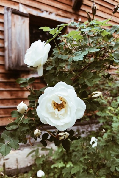 花园里有花。