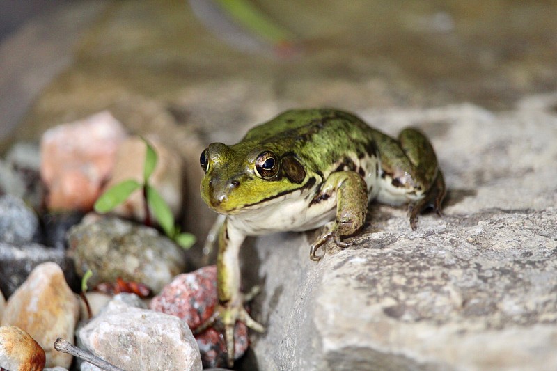 小绿froggie