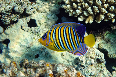 皇家或帝王天使鱼(Pygoplites diacanthus) -红海
