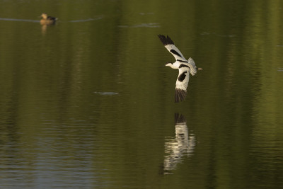 Avocet