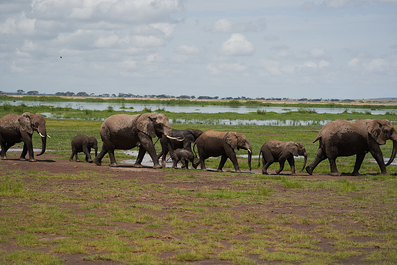 象群安博塞利-大五野生动物园-非洲小丛林象Loxodonta africana