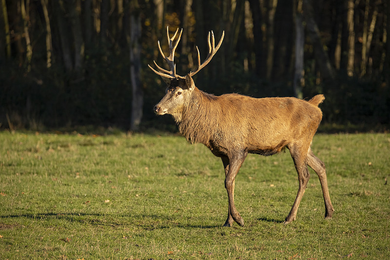 马鹿，Cervus elaphus