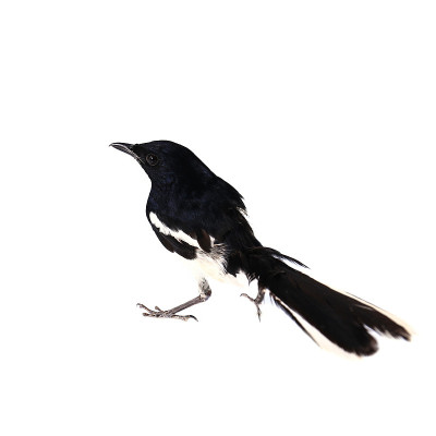 普通喜鹊的侧视图，异食癖，