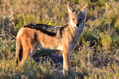 Jackal - Etosha，纳米比亚
