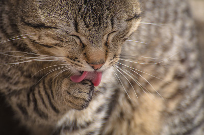 猫的舌头