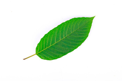 Kratom叶(Mitragyna speciosa)的前部，