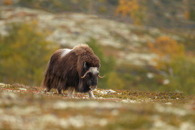 麝牛(Ovibos moschatus)，也拼为麝牛和麝牛站在秋天颜色的挪威Dovrefjell。