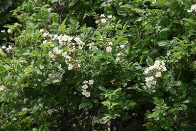 野蔷薇玫瑰花朵
