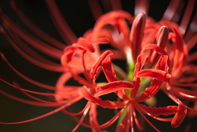 集群喇叭花,Higanbana