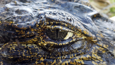 Jacare-do-pantanal(凯门鳄yacare) | yacare凯门鳄