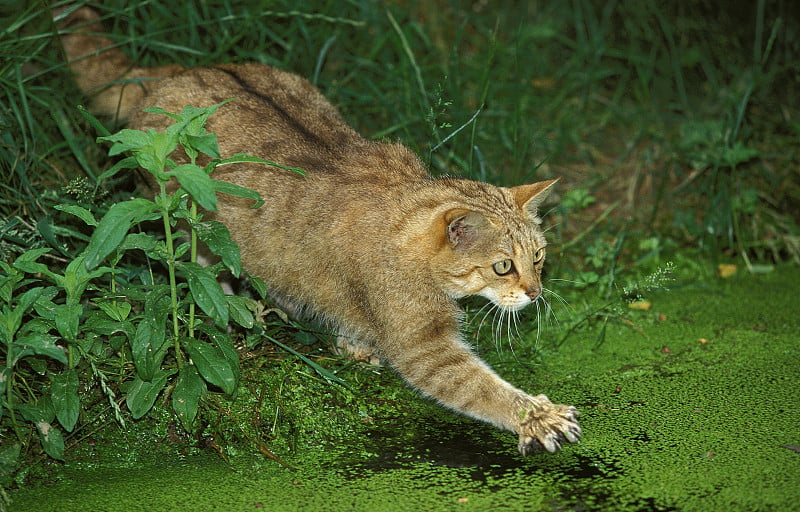 欧洲野猫，成年在浮萍覆盖的池塘中狩猎