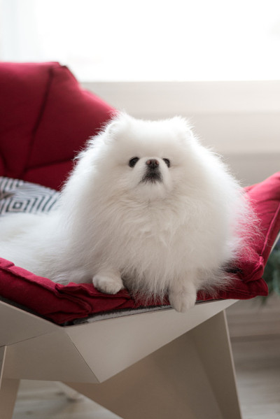 博美犬白色可爱和毛绒绒的。一个宠物躺在红色沙发上的特写