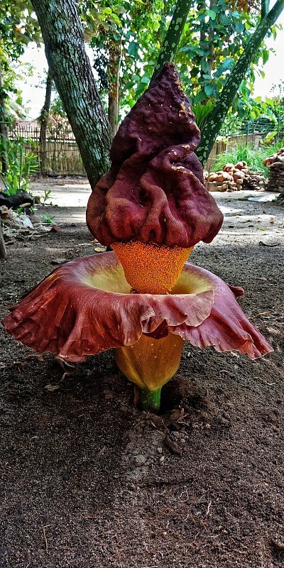 芙蓉花的克隆