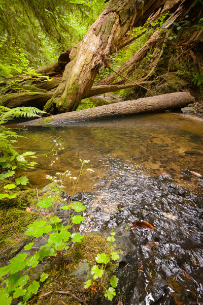 高山流水