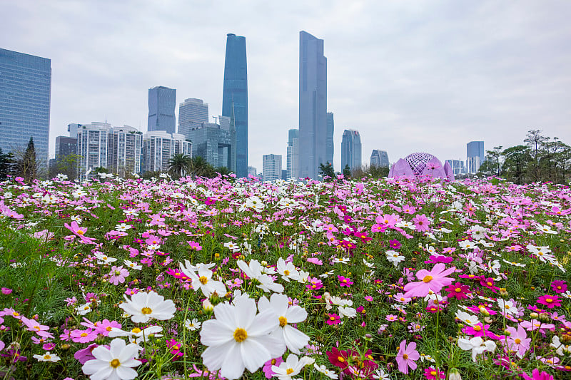 广州公园的鲜花和珠江新城的摩天大楼，中国