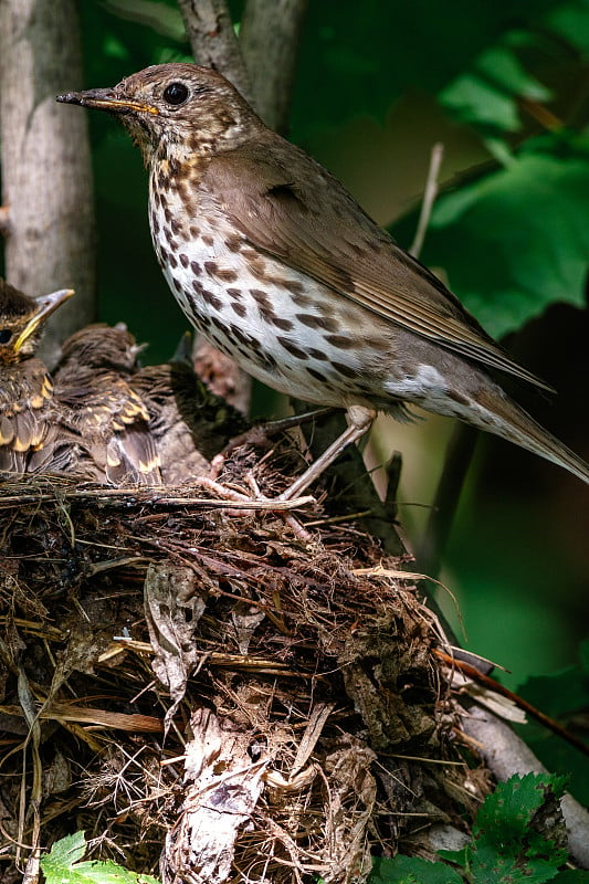 歌曲《Thrush》(Turdus philomelos)。