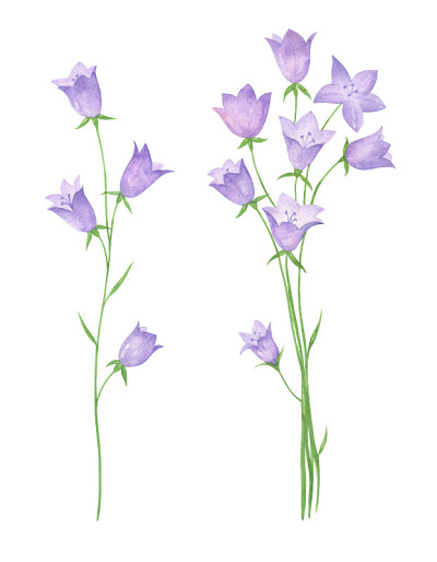 水彩钟花集
