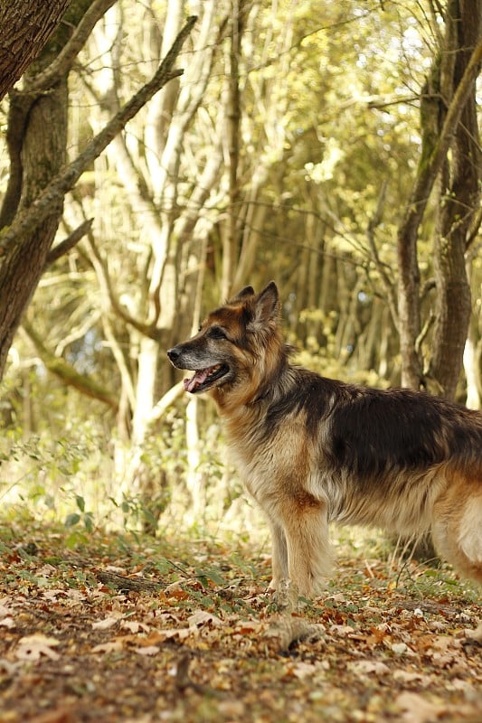 秋天森林里的德国牧羊犬