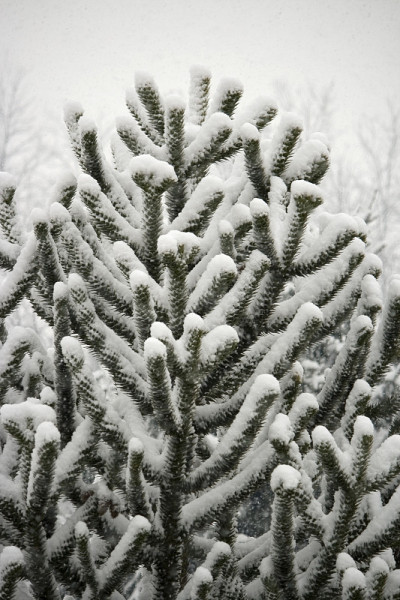 大雪
